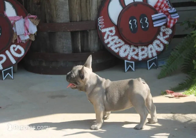 George – French Bulldog puppy for sale in Hiwasse, AR