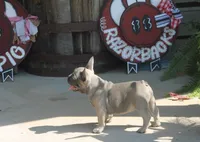 George, a male French Bulldog for sale in Hiwasse, AR – 1 of 9