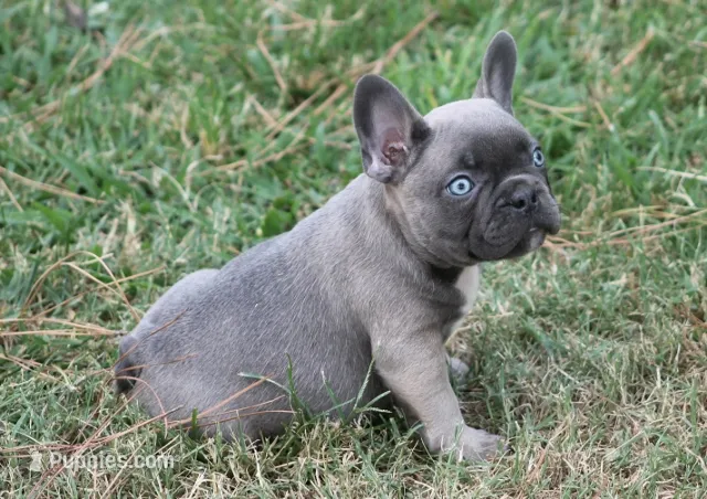 George – French Bulldog puppy for sale in Hiwasse, AR