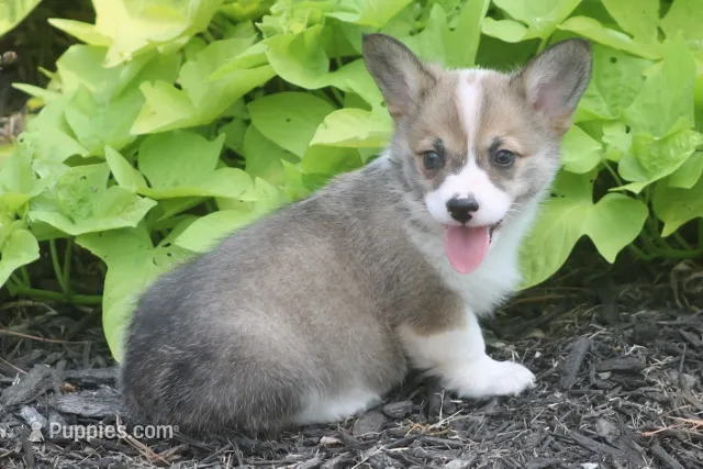 Bailey – Pembroke Welsh Corgi puppy for sale in Hiwasse, AR