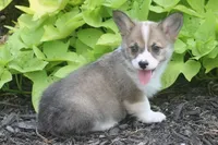 Bailey, a female Pembroke Welsh Corgi for sale in Hiwasse, AR – 1 of 5