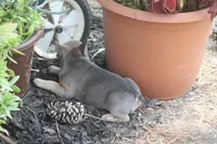 Winnie, a female French Bulldog for sale in Hiwasse, AR – 6 of 9
