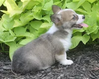 Bailey, a female Pembroke Welsh Corgi for sale in Hiwasse, AR – 2 of 5