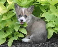 Bailey, a female Pembroke Welsh Corgi for sale in Hiwasse, AR – 4 of 5