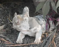 Sissy, a female French Bulldog for sale in Hiwasse, AR – 4 of 9
