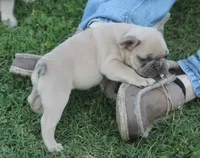 Mr Chubbs, a male French Bulldog for sale in Hiwasse, AR – 5 of 7