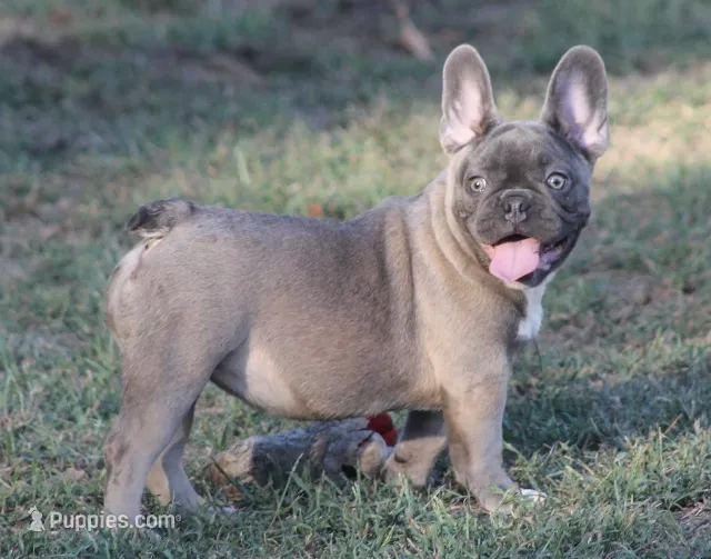 Peppa – French Bulldog puppy for sale in Hiwasse, AR