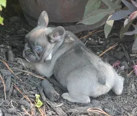 Peppa, a female French Bulldog for sale in Hiwasse, AR – 2 of 7