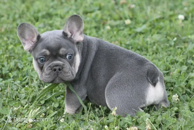 Mr Chunkers – French Bulldog puppy for sale in Hiwasse, AR