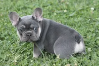 Mr Chunkers, a male French Bulldog for sale in Hiwasse, AR – 1 of 7