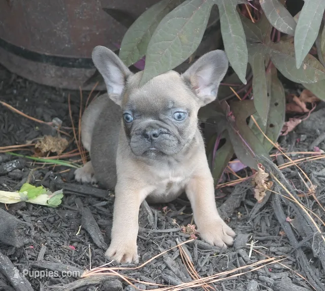 Sugar Bear – French Bulldog puppy for sale in Hiwasse, AR