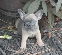 Sugar Bear, a male French Bulldog for sale in Hiwasse, AR – 1 of 5