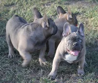George, a male French Bulldog for sale in Hiwasse, AR – 7 of 7