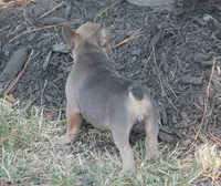 Winnie, a female French Bulldog for sale in Hiwasse, AR – 2 of 9