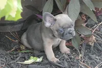 Sugar Bear, a male French Bulldog for sale in Hiwasse, AR – 5 of 5
