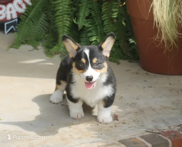 Bodie – Pembroke Welsh Corgi puppy for sale in Hiwasse, AR
