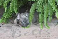 Daisy, a female French Bulldog for sale in Hiwasse, AR – 5 of 10