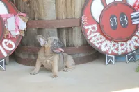 Sugar Bear, a male French Bulldog for sale in Hiwasse, AR – 5 of 9