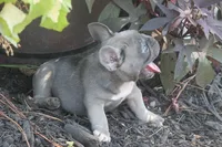 Peppa, a female French Bulldog for sale in Hiwasse, AR – 4 of 7