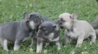 Mr Chunkers, a male French Bulldog for sale in Hiwasse, AR – 4 of 7