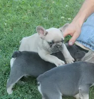 Mr Chubbs, a male French Bulldog for sale in Hiwasse, AR – 7 of 7