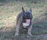 George, a male French Bulldog for sale in Hiwasse, AR – 3 of 7