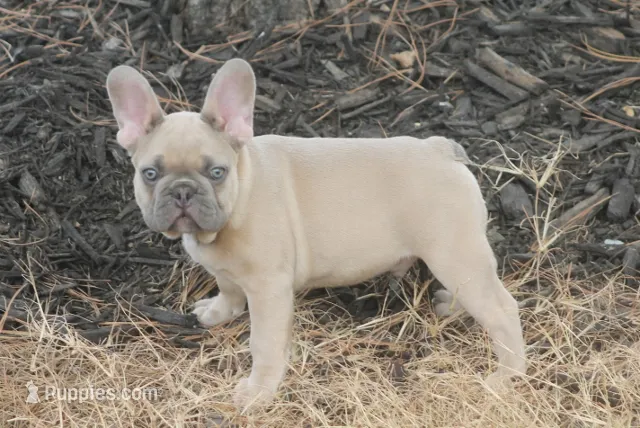 Mr Chubbs – French Bulldog puppy on hold in Hiwasse, AR