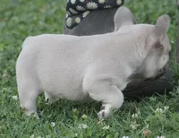 Mr Chubbs, a male French Bulldog for sale in Hiwasse, AR – 3 of 7