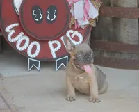 Sugar Bear, a male French Bulldog for sale in Hiwasse, AR – 6 of 9
