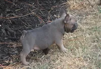 Renny, a female French Bulldog for sale in Hiwasse, AR – 3 of 7