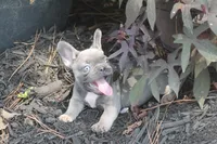 Daisy, a female French Bulldog for sale in Hiwasse, AR – 5 of 8