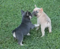 Mr Chubbs, a male French Bulldog for sale in Hiwasse, AR – 2 of 7