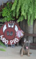 Renny, a female French Bulldog for sale in Hiwasse, AR – 3 of 9