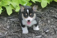 Bodie, a male Pembroke Welsh Corgi for sale in Hiwasse, AR – 6 of 6