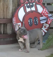 Peppa, a female French Bulldog for sale in Hiwasse, AR – 8 of 10