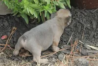 Sugar Bear, a male French Bulldog for sale in Hiwasse, AR – 3 of 5