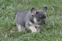 Scar, a male French Bulldog for sale in Hiwasse, AR – 3 of 7