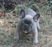 George, a male French Bulldog for sale in Hiwasse, AR – 4 of 5
