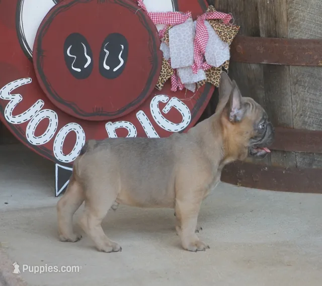 Sugar Bear – French Bulldog puppy for sale in Hiwasse, AR