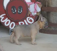 Sugar Bear, a male French Bulldog for sale in Hiwasse, AR – 1 of 9