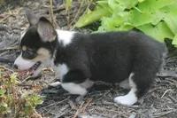 Bodie, a male Pembroke Welsh Corgi for sale in Hiwasse, AR – 4 of 6