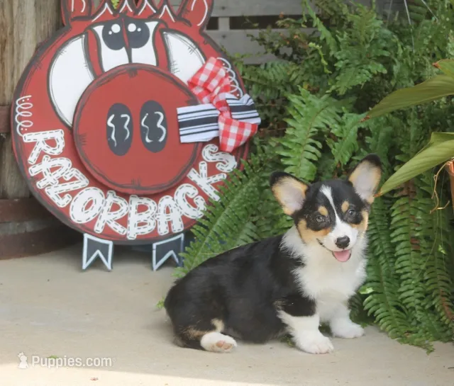 Bodie – Pembroke Welsh Corgi puppy for sale in Hiwasse, AR