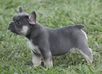 Scar, a male French Bulldog for sale in Hiwasse, AR – 2 of 7