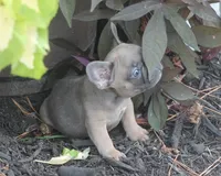 Sugar Bear, a male French Bulldog for sale in Hiwasse, AR – 2 of 5