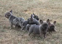 Winnie, a female French Bulldog for sale in Hiwasse, AR – 8 of 9
