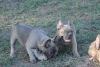 George, a male French Bulldog for sale in Hiwasse, AR – 6 of 7
