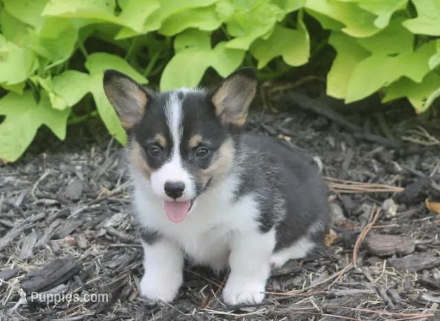 Bell – Pembroke Welsh Corgi puppy for sale in Hiwasse, AR