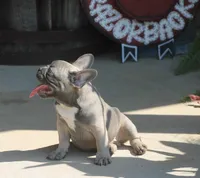 George, a male French Bulldog for sale in Hiwasse, AR – 3 of 9