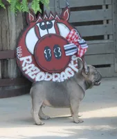 Mr. Big, a male French Bulldog for sale in Hiwasse, AR – 4 of 9