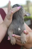 Renny, a female French Bulldog for sale in Hiwasse, AR – 2 of 7